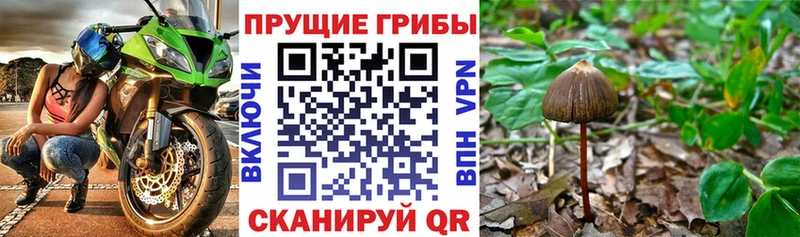 Купить  Лахденпохья  Псилоцибиновые грибы мухоморы 